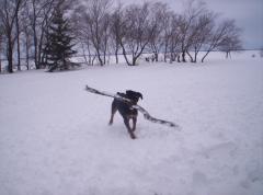 Izzy carrying her big stick, Feb/08.